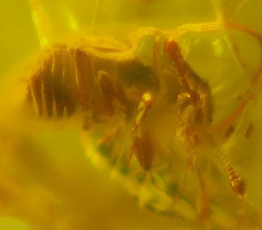 Staphylinidae fossil
