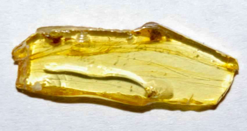  beetle Staphylinidae in amber