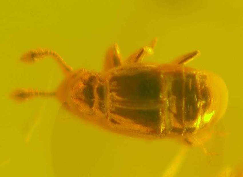 Staphylinidae fossil