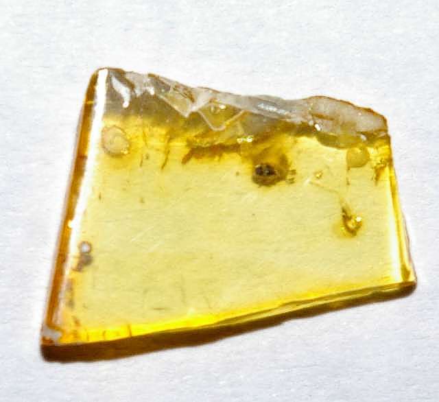  beetle Staphylinidae in amber