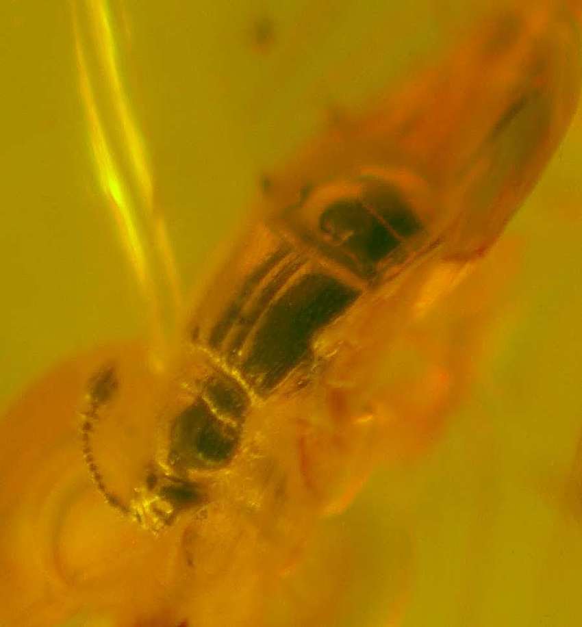 Staphylinidae fossil