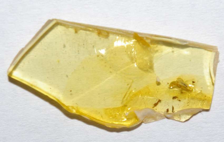 beetle Staphylinidae in amber