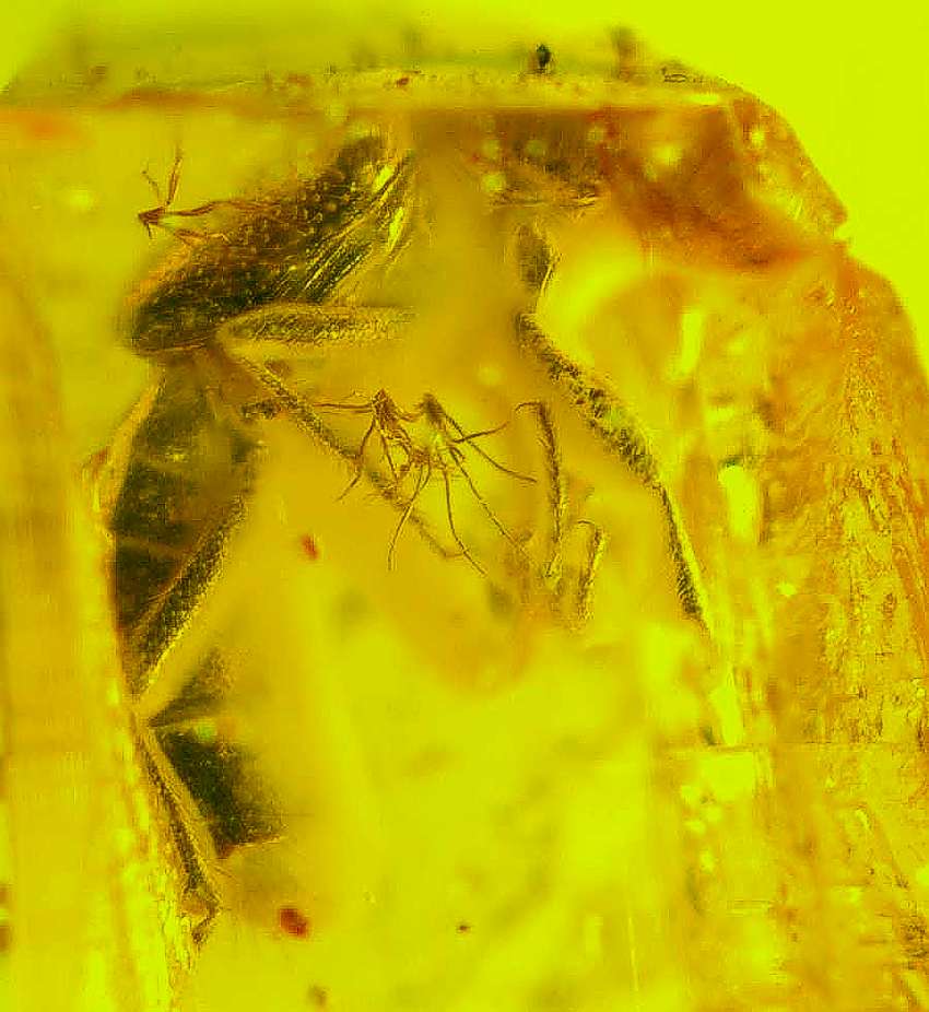 Staphylinidae fossil