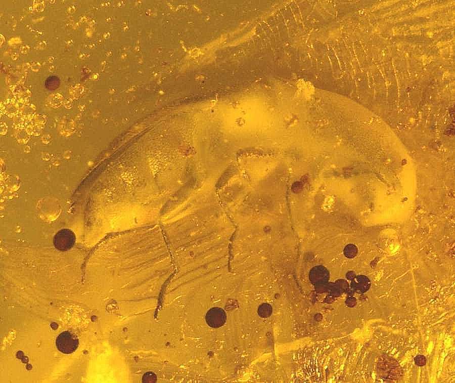 Elateridae fossil