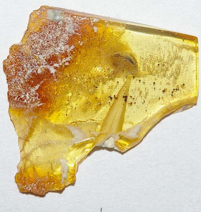 fossil Click beetle in amber