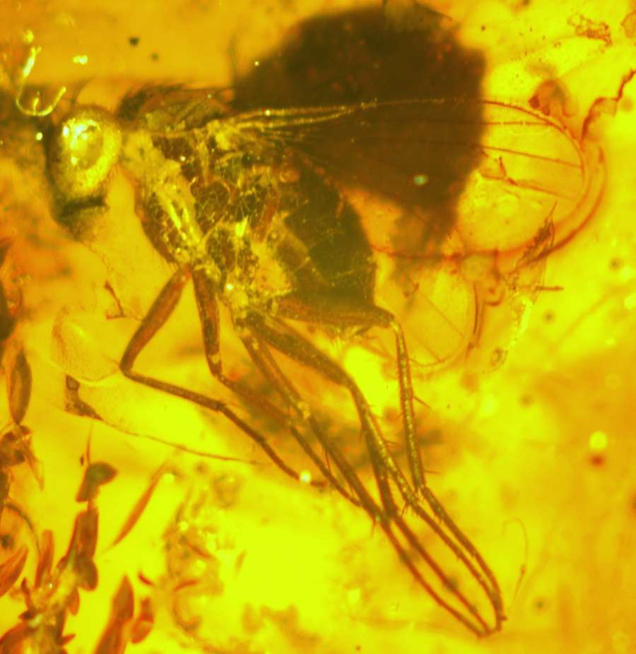 Fossil insekt i baltiska bärnsten 
