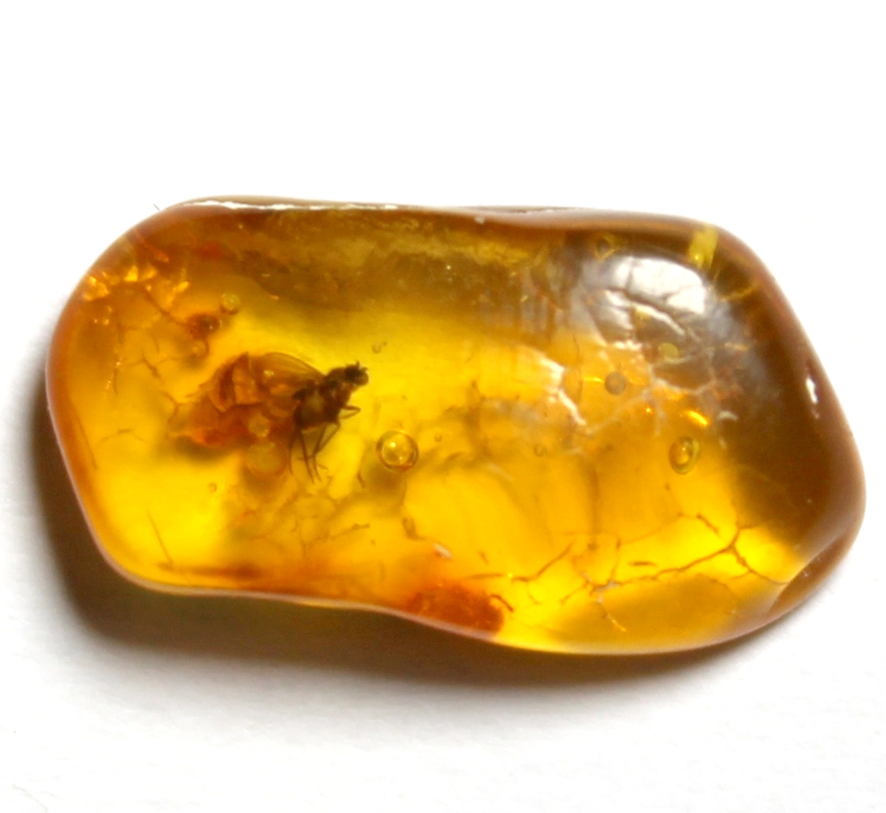  fossil fly in amber
