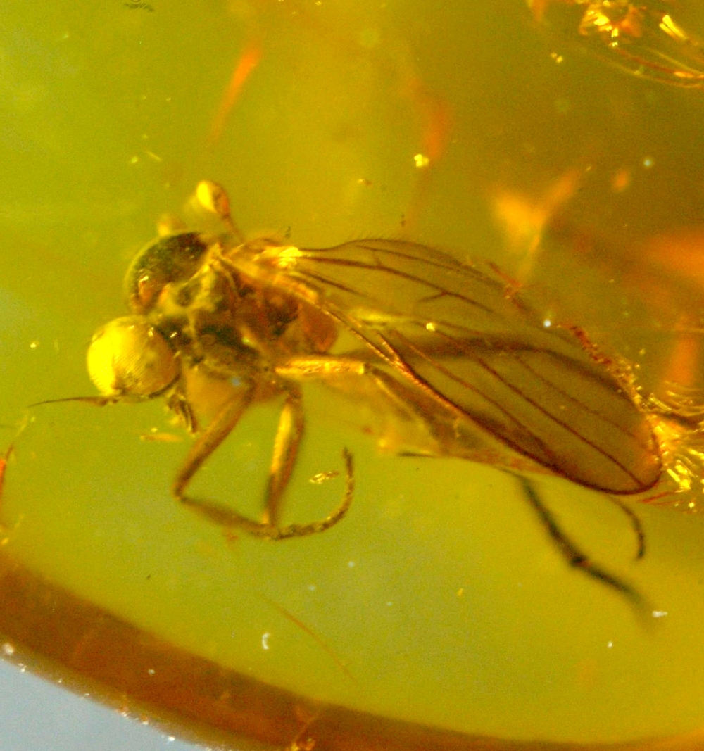 Fossil fly in amber baltic