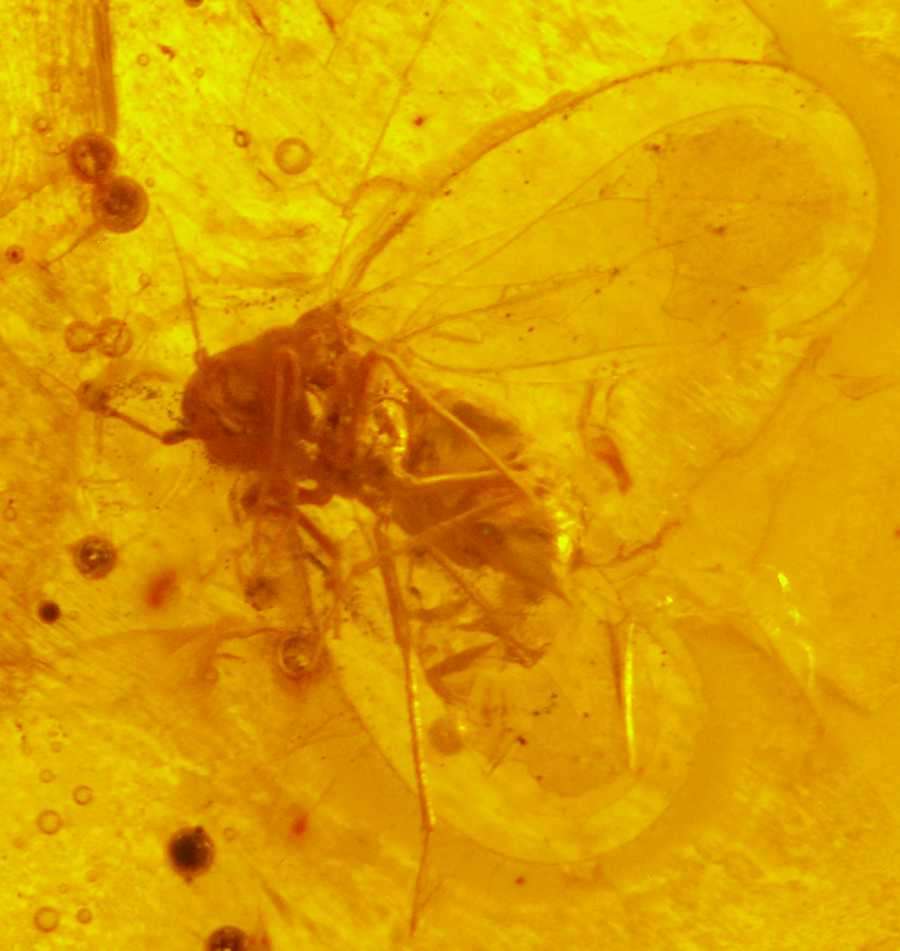 fossil Whitefly.jpg