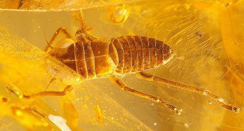homoptera fossil