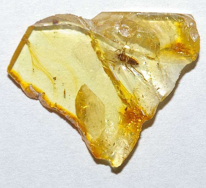 Cicada nymph in amber.jpg