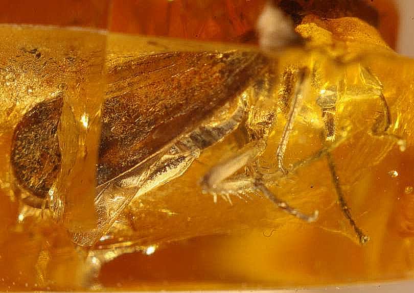 homoptera fossil