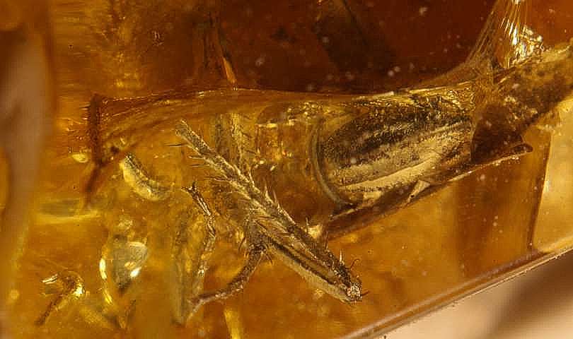 Cicada nymph in amber.jpg