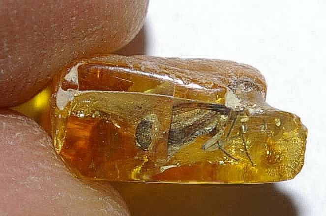 Cicada nymph in amber.jpg