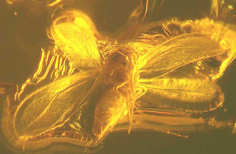 Whitefly fossil