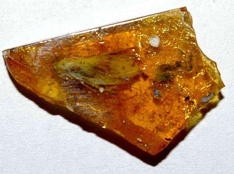 cicada fossil in amber