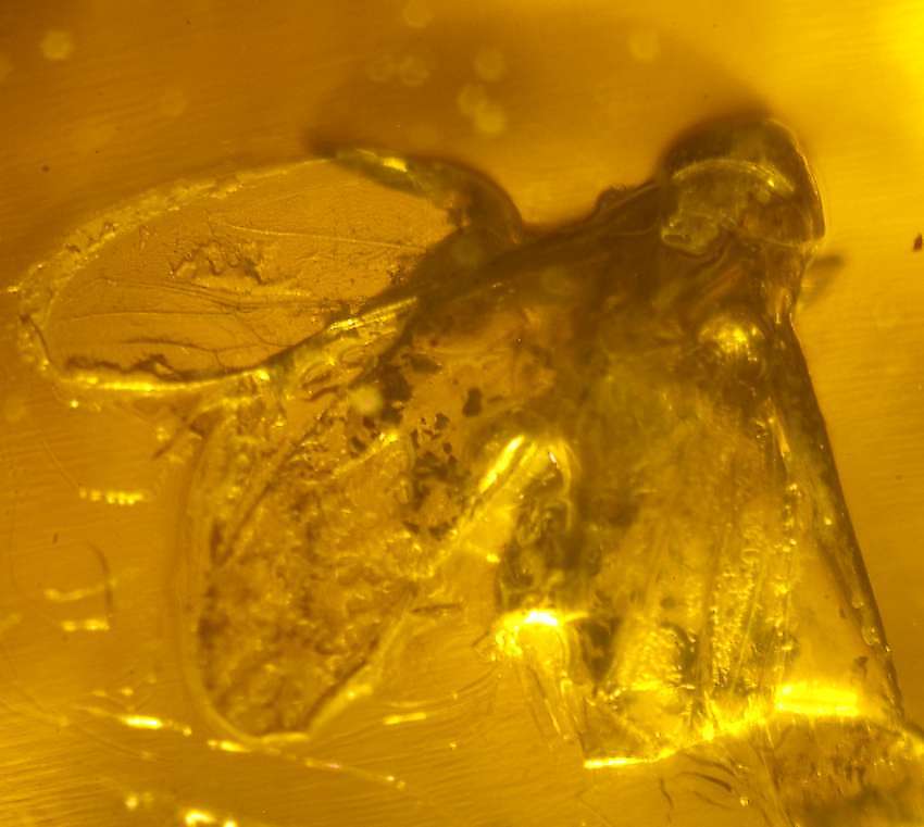 Fossil Leafhopper