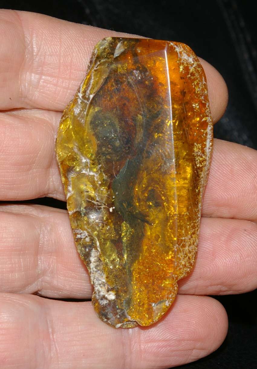 Cicadellidae fossil in amber