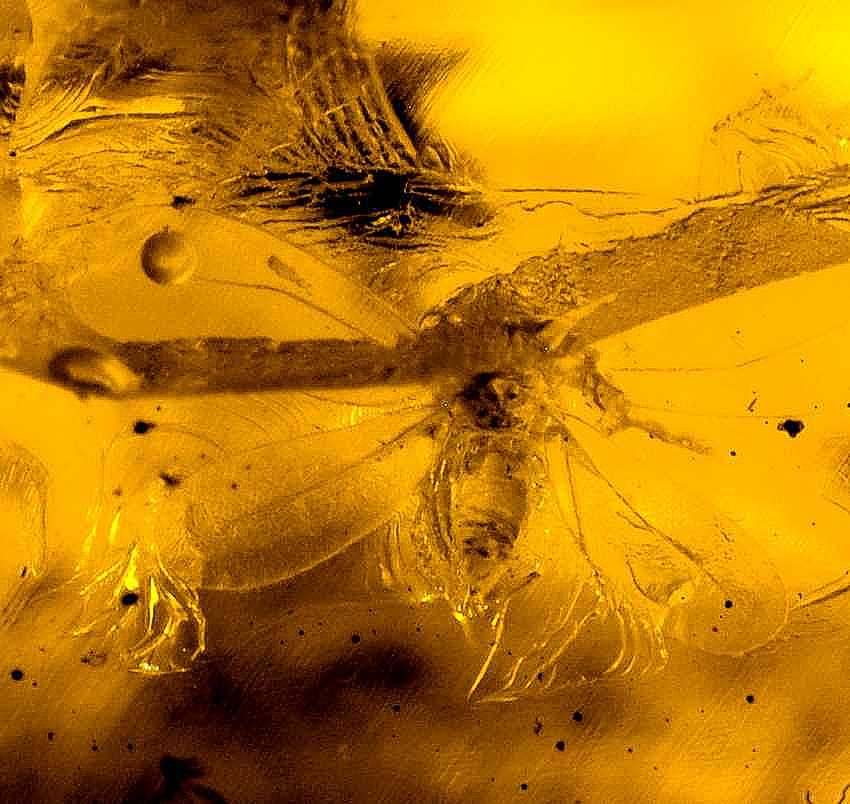 fossil Whitefly.jpg
