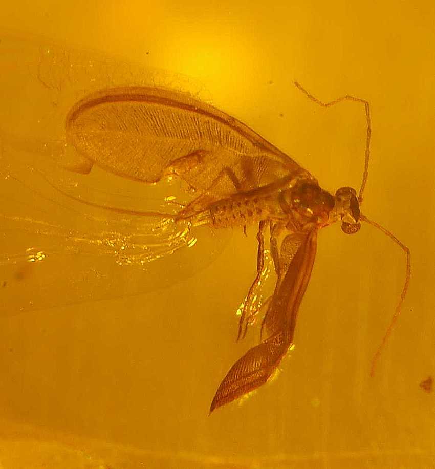 fossil Coccid.jpg