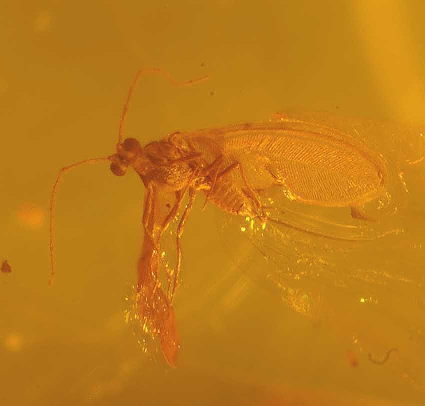 Coccidodea fossil.jpg