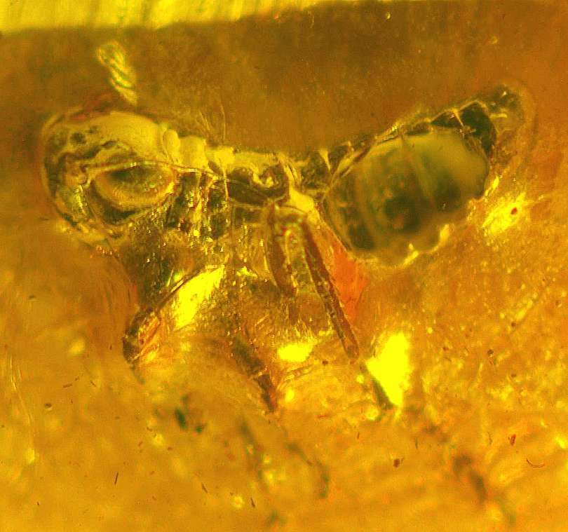 fossil Coccid.jpg