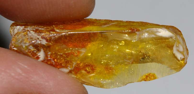 Coccidodea fossil.jpg