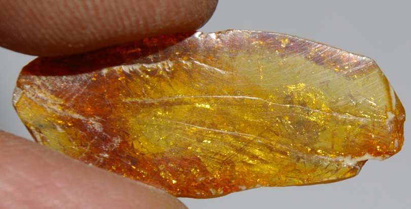 Scale insect fossil.jpg