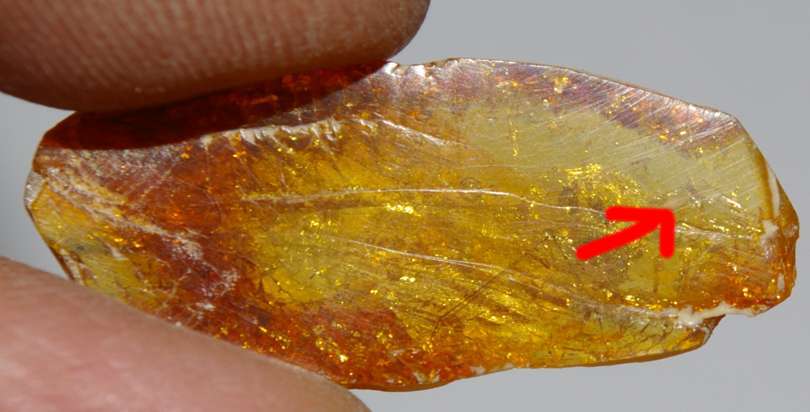 fossil Coccid.jpg