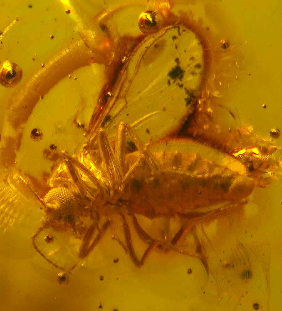fly in baltic amber Eohelea 