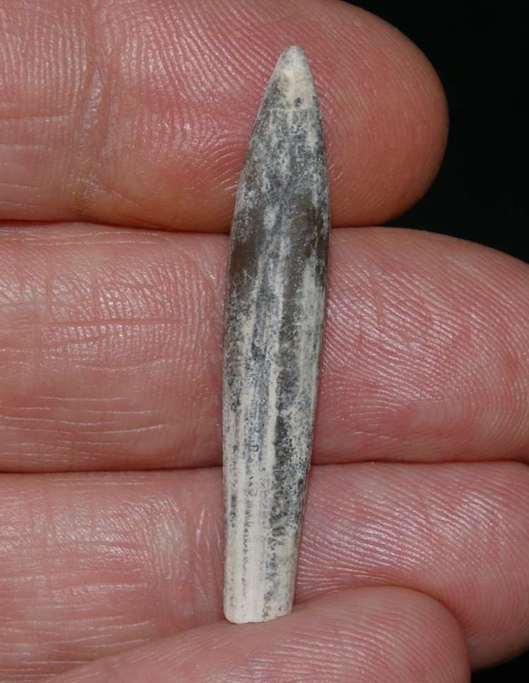 Belemnopsis semiarcuatus