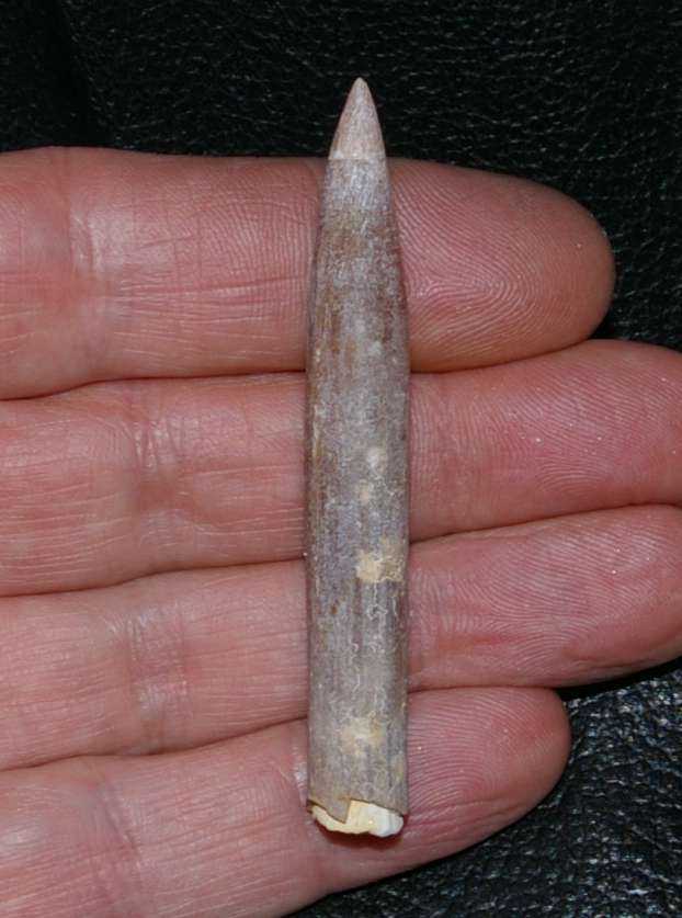 Belemnitella najdini