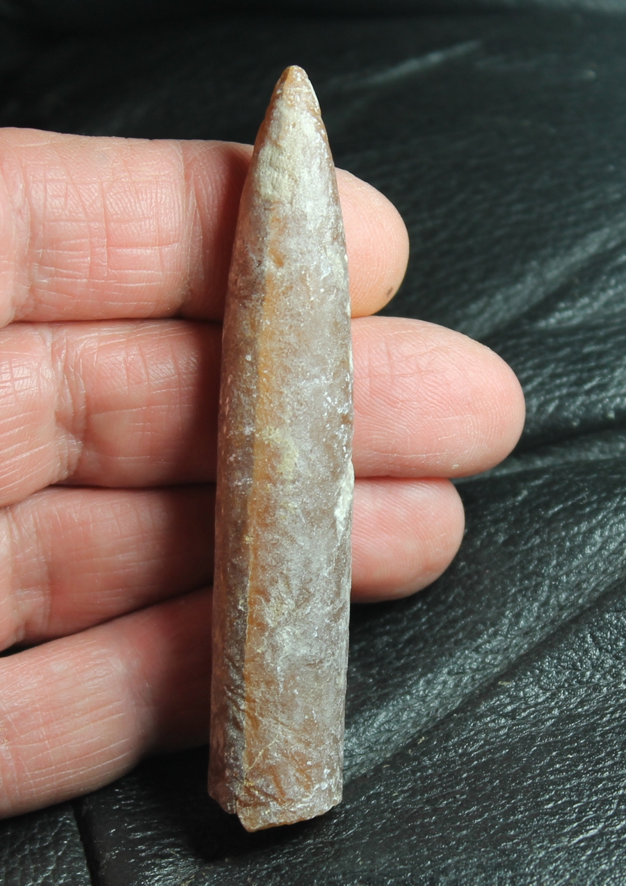 Belemnitella mucronata