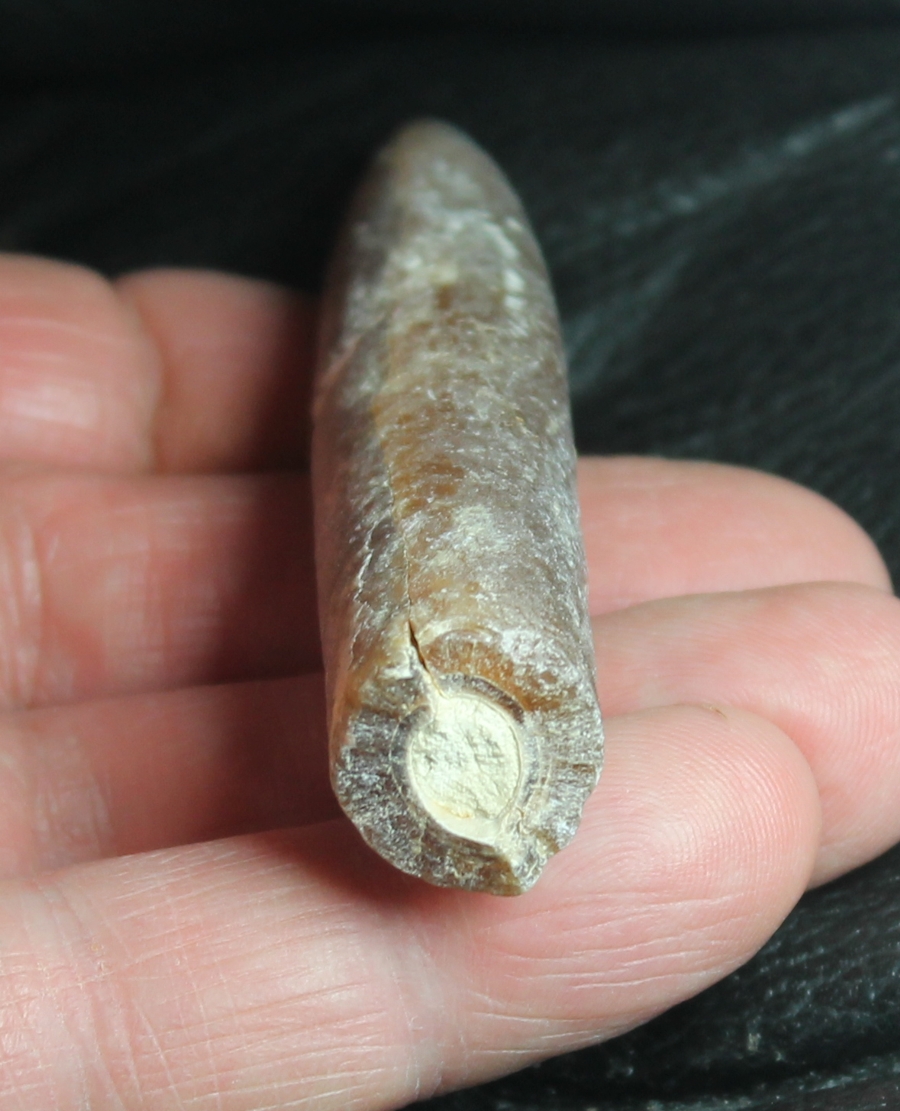 Belemnitella mucronata