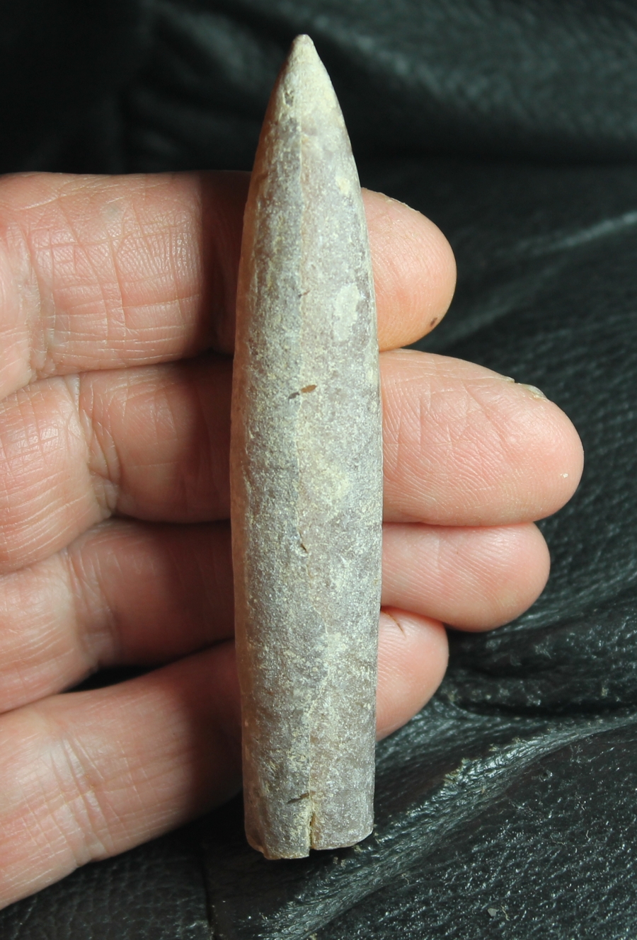 Belemnitella minor