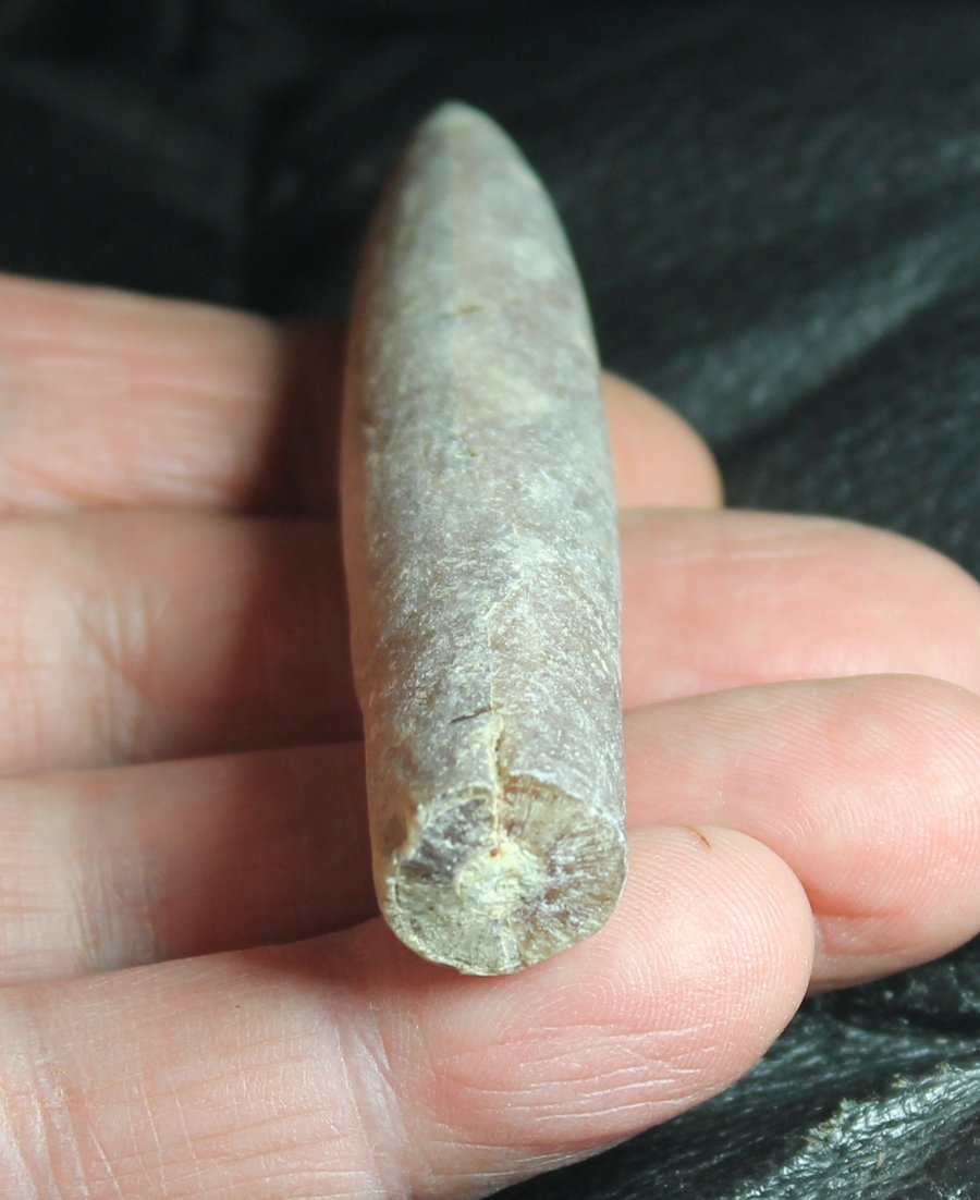 Cretaceous, Maastrichtian  Belemnite