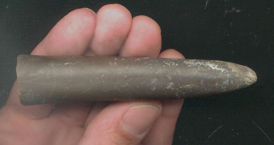 Cylindroteuthis