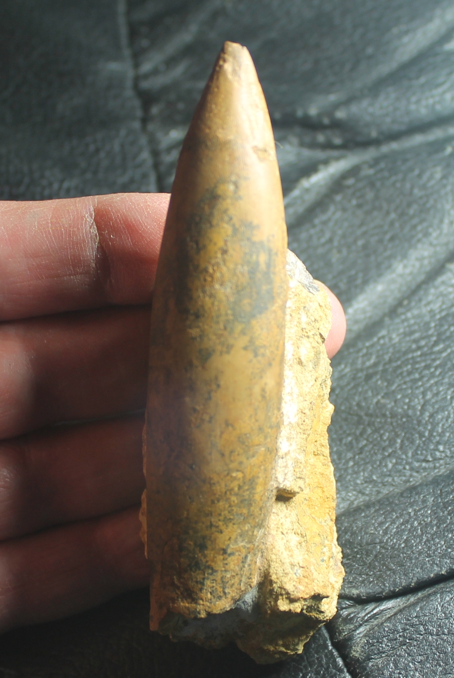 Hibolites hastatus