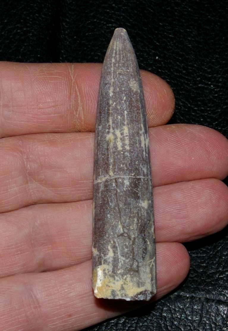 Belemnitella lanceolata