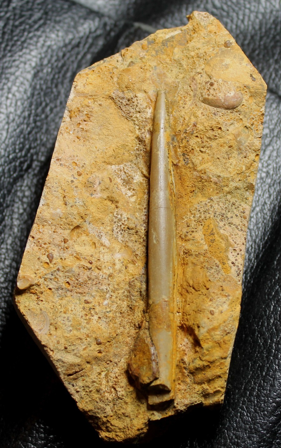 Hibolites hastatus