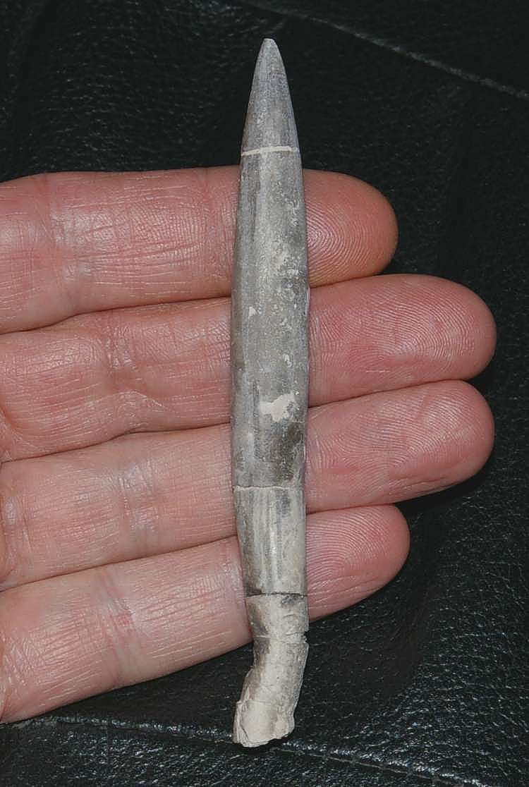 Hibolites girardoti