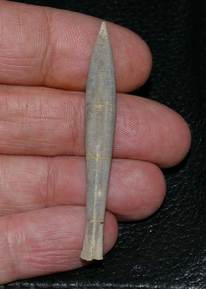 Belemnopsis fusiformis