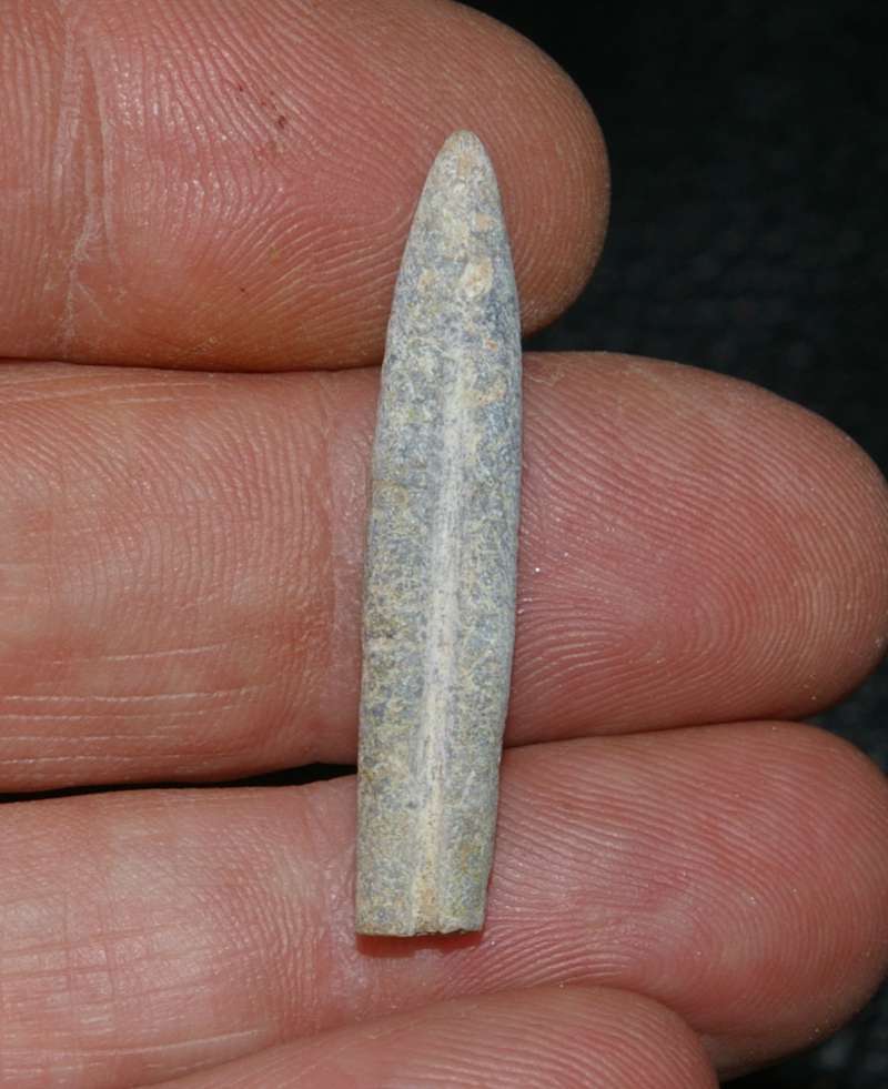 Bellemnopsis canaliculatus