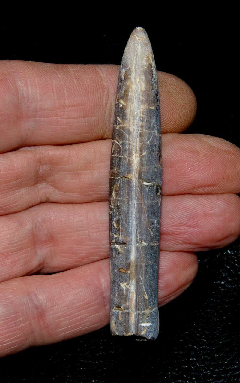 Belemnopsis latesulcatus