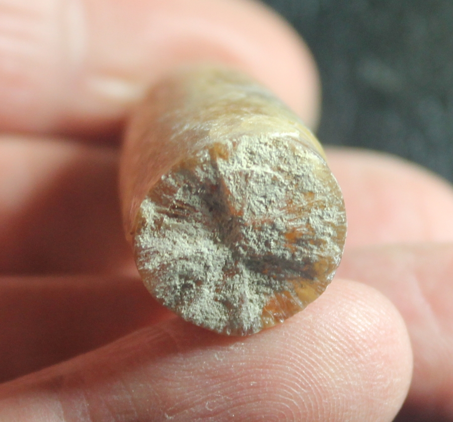 Belemnopsis latesulcatus