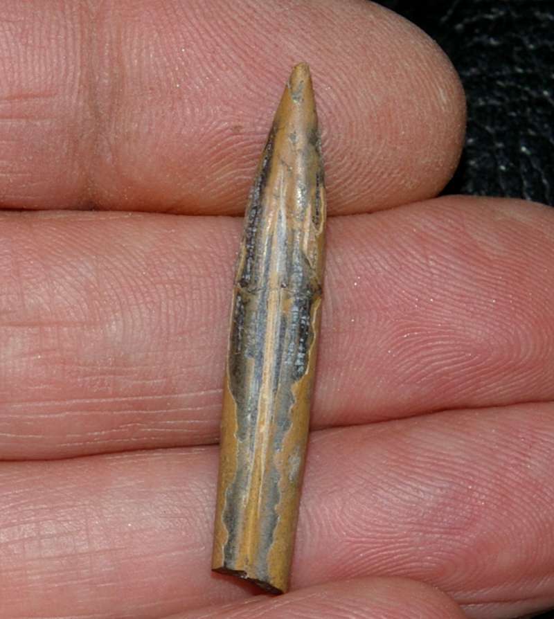 Hibolites wurttembergicus