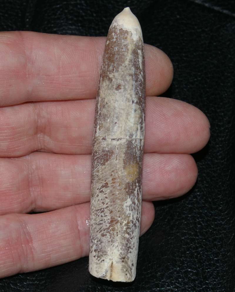 Maastrichtian belemnite