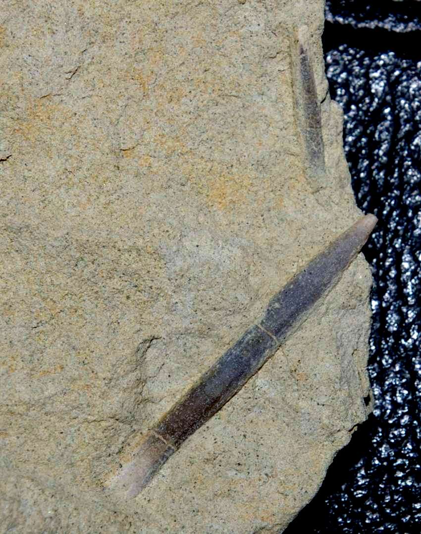 Hibolites semihastatus