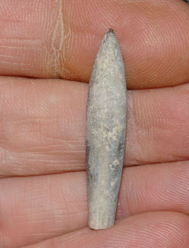 Hibolites pressulus