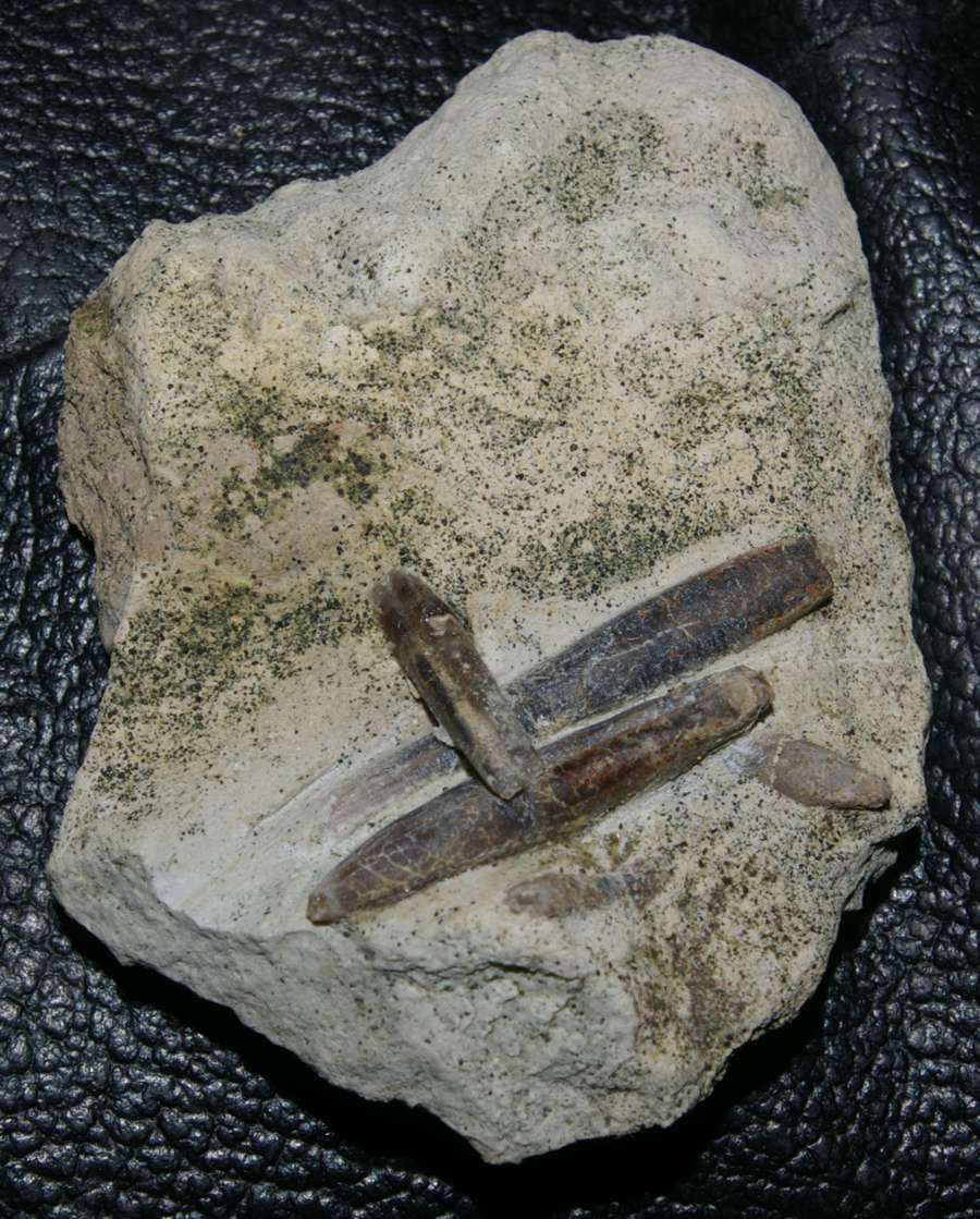 Callovian Belemnites